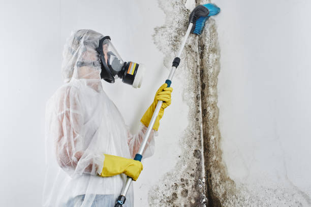Best Mold Remediation  in Riverview, MO