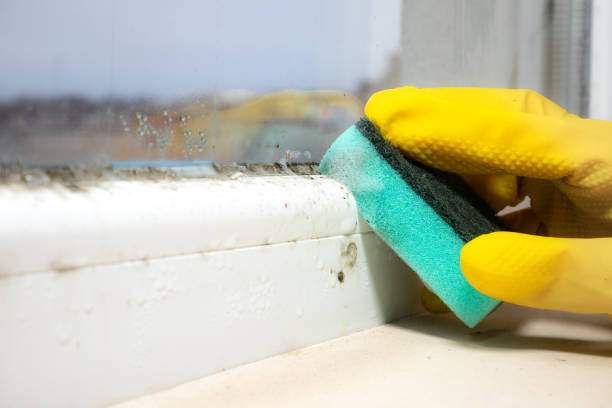 Best Black Mold Removal  in Riverview, MO