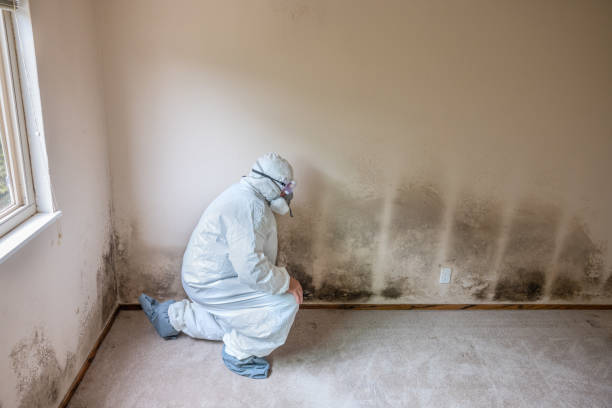 Best Certified Mold Removal  in Riverview, MO