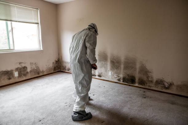 Best Best Mold Removal Companies  in Riverview, MO